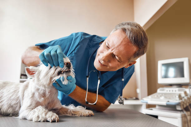 Best Emergency Tooth Extraction in Fredericksburg, PA